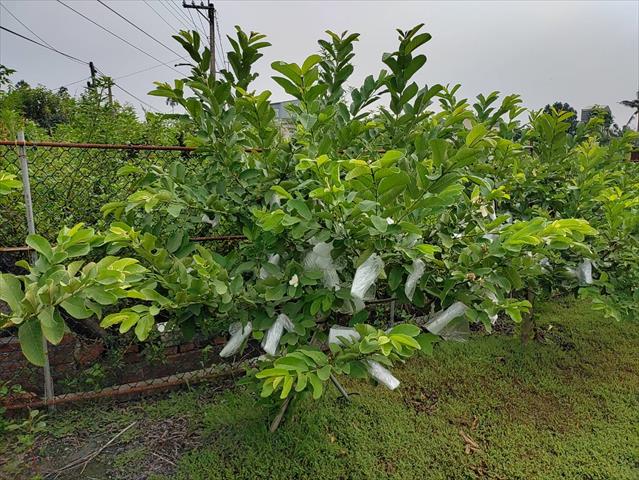 番石榴(芭樂) 產品圖片（產品編號 720943）