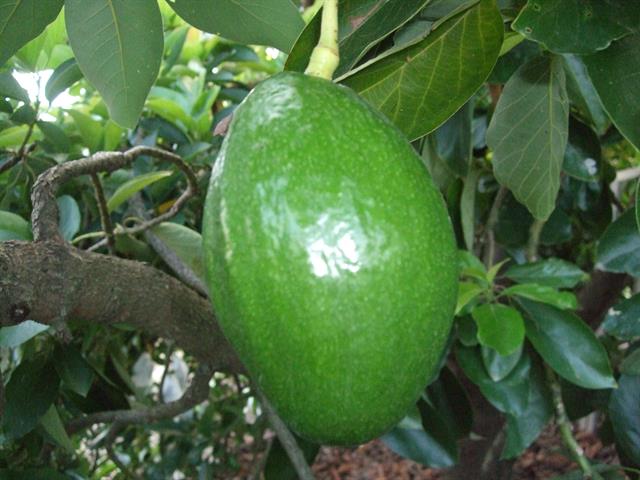 酪梨 產品圖片（圖片編號 1020025）