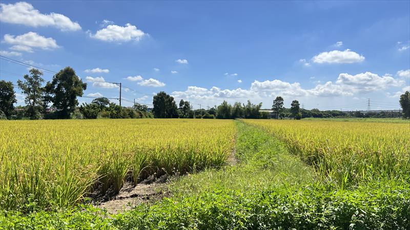 稉稻(白米或黑米) 產品圖片（產品編號 720964）