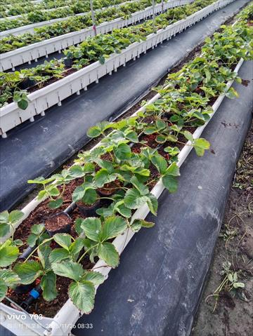 草莓 產品圖片（圖片編號 1020229）