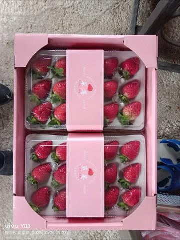 草莓 產品圖片（產品編號 721037）