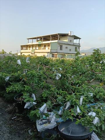 番石榴(芭樂) 產品圖片（產品編號 721051）