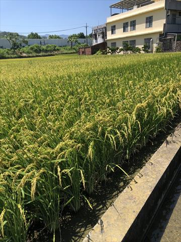 稉稻(白米或黑米) 產品圖片（產品編號 721057）