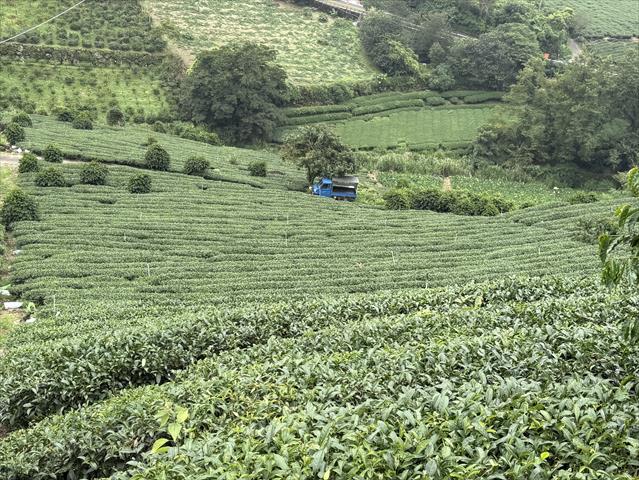 茶製品-茶 產品圖片（產品編號 721177）