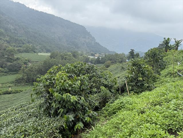 茶製品-茶 產品圖片（圖片編號 1020471）