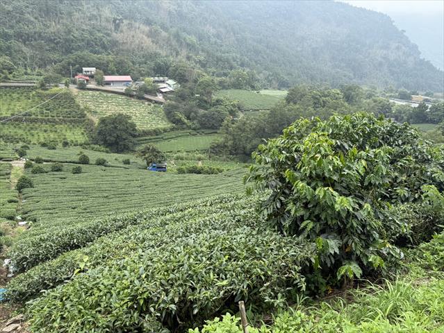 茶製品-茶 產品圖片（圖片編號 1020472）