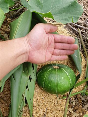南瓜(金瓜) 產品圖片（產品編號 721181）