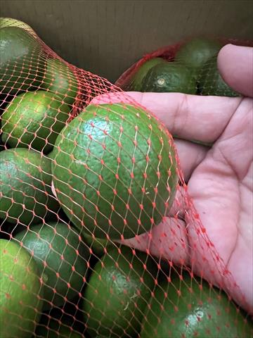 檸檬 產品圖片（圖片編號 1020620）