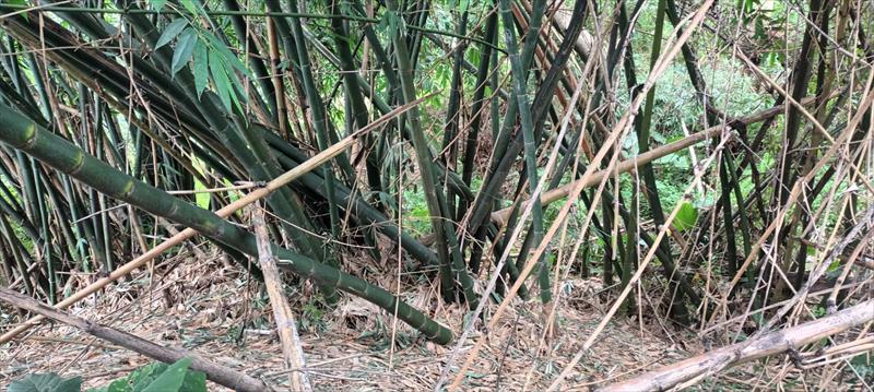 竹筍製品-即食竹筍 產品圖片（圖片編號 1020804）