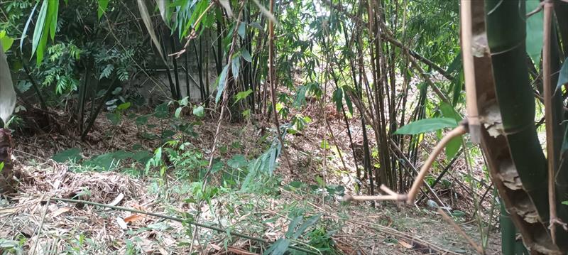 竹筍製品-即食竹筍 產品圖片（圖片編號 1020805）