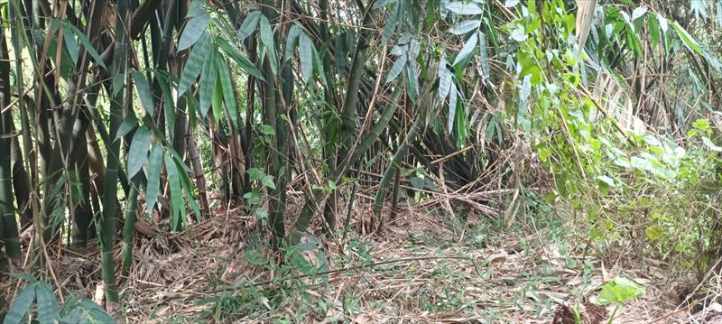 竹筍製品-即食竹筍 產品圖片（圖片編號 1020806）