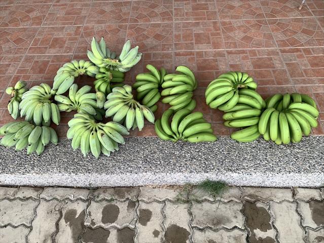 香蕉 產品圖片（圖片編號 1020897）