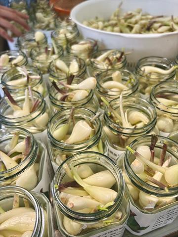 蕗蕎 產品圖片（圖片編號 1021052）
