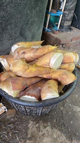 竹筍 產品圖片（產品編號 721415）