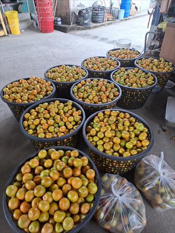 其它柑橘 產品圖片（產品編號 721418）