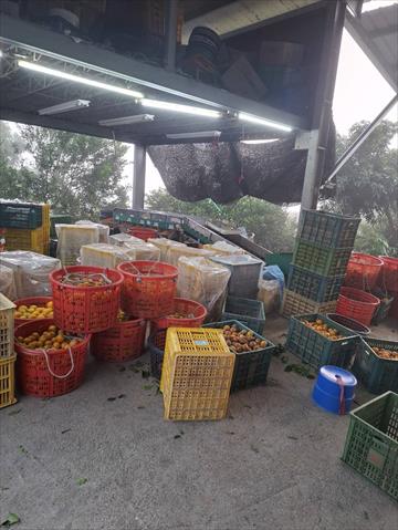 柳橙 產品圖片（產品編號 721417）
