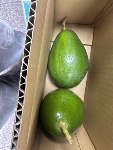 酪梨 產品圖片（產品編號 721463）