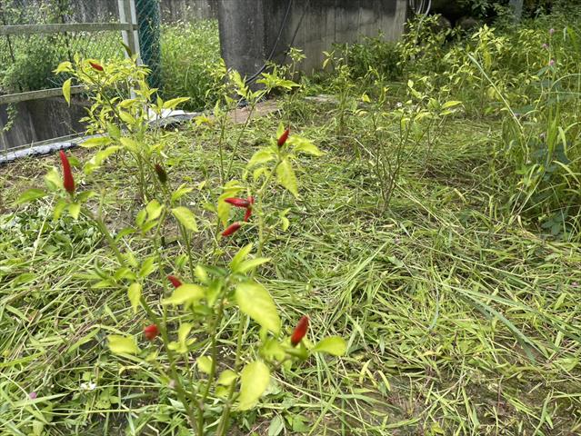 辣椒 產品圖片（產品編號 721467）