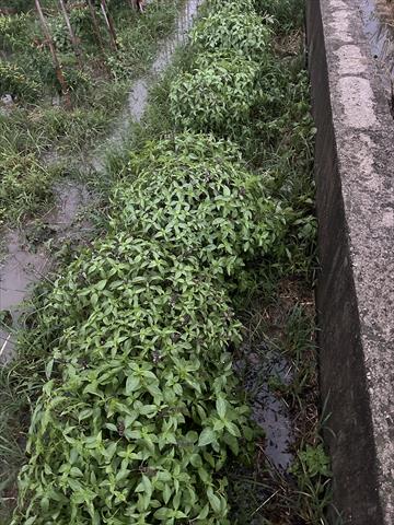 羅勒(九層塔) 產品圖片（產品編號 713868）