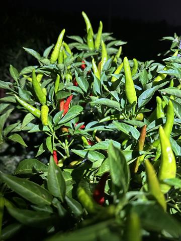 辣椒 產品圖片（圖片編號 1021349）