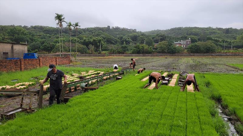 稉稻(糙米) 產品圖片（圖片編號 1021477）