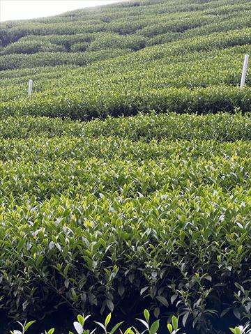 茶製品-茶 產品圖片（產品編號 721723）