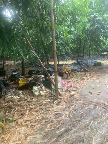竹筍 產品圖片（圖片編號 1022104）