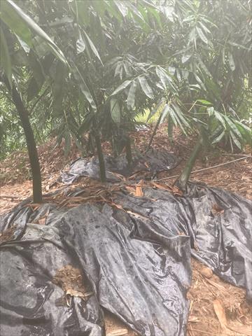 竹筍 產品圖片（圖片編號 1022105）