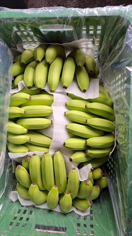 香蕉 產品圖片（產品編號 721845）