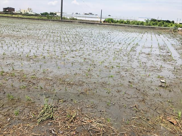 稉稻(白米或黑米) 產品圖片（產品編號 722050）