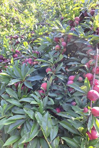 李 產品圖片（圖片編號 1023196）