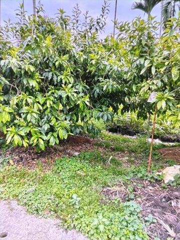 黃金果(黃晶果,加蜜蛋黃果,蜜蛋黃果) 產品圖片（產品編號 722116）