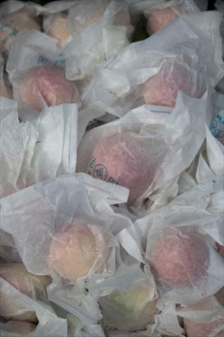 甜桃 產品圖片（圖片編號 1023307）