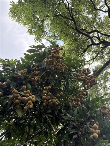 龍眼 產品圖片（圖片編號 1023612）