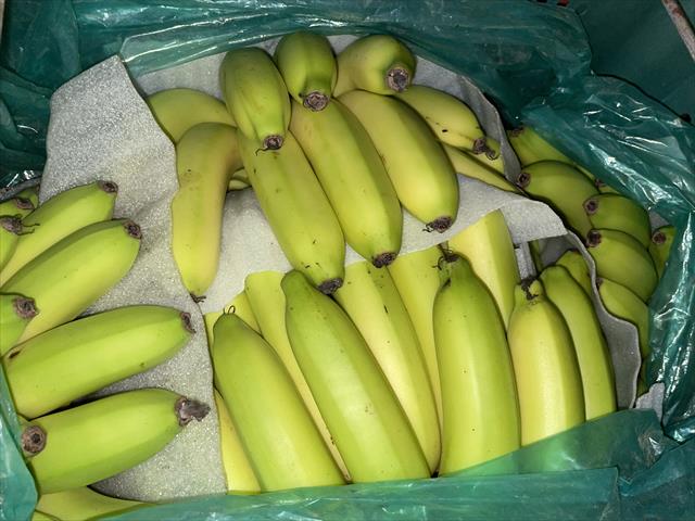 香蕉 產品圖片（產品編號 722448）