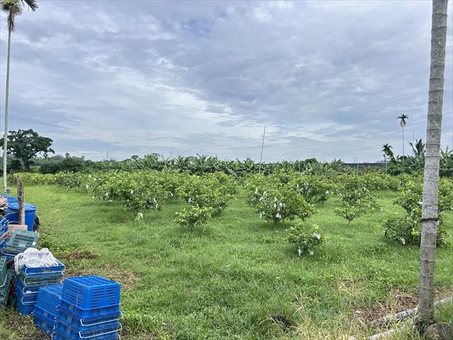 番石榴(芭樂) 產品圖片（產品編號 722460）