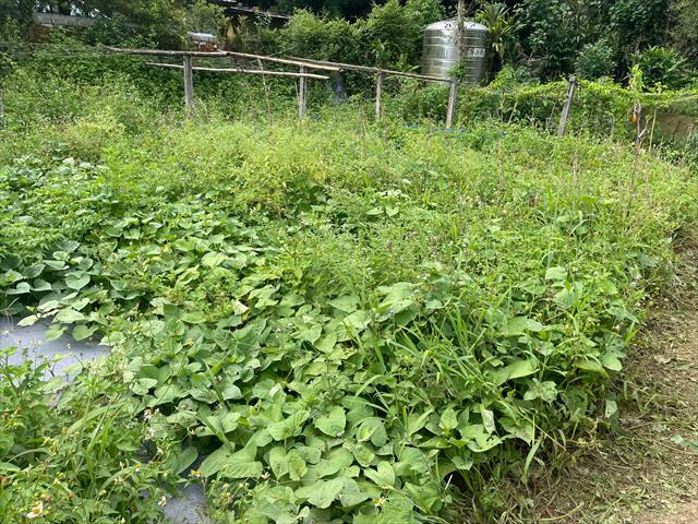 甘藷(地瓜) 產品圖片（產品編號 722488）