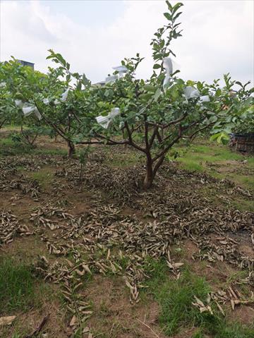 番石榴(芭樂) 產品圖片（產品編號 722517）