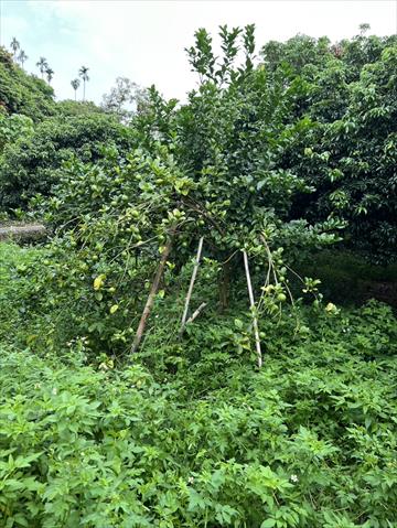 檸檬 產品圖片（產品編號 722527）