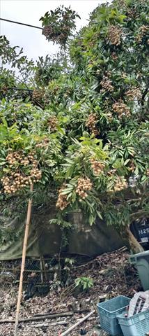 龍眼 產品圖片（圖片編號 1023913）