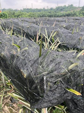 鳳梨 產品圖片（圖片編號 1024159）