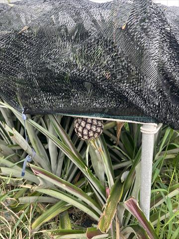鳳梨 產品圖片（圖片編號 1024161）