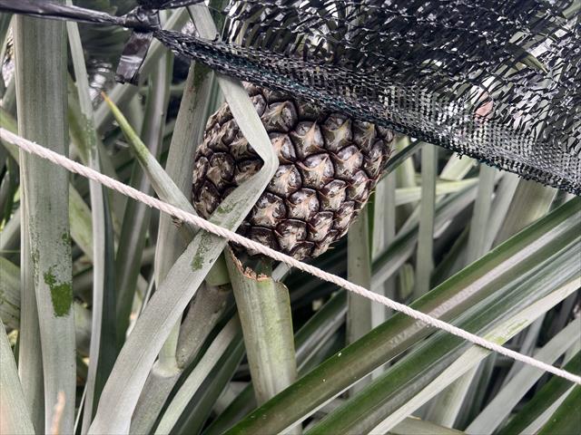 鳳梨 產品圖片（圖片編號 1024162）