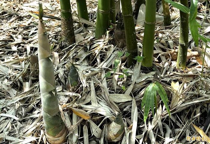 竹筍 產品圖片（圖片編號 1024515）