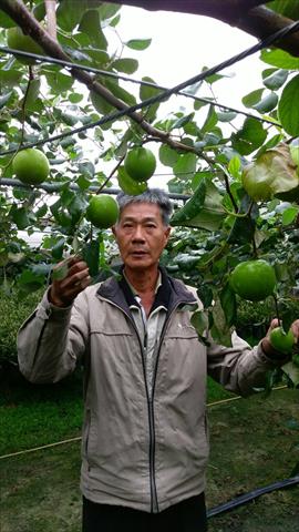 棗 產品圖片（圖片編號 1025154）