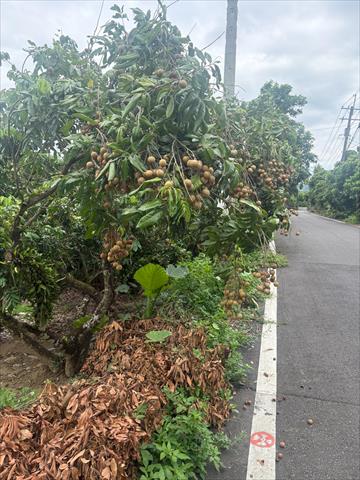 龍眼 產品圖片（圖片編號 1025313）