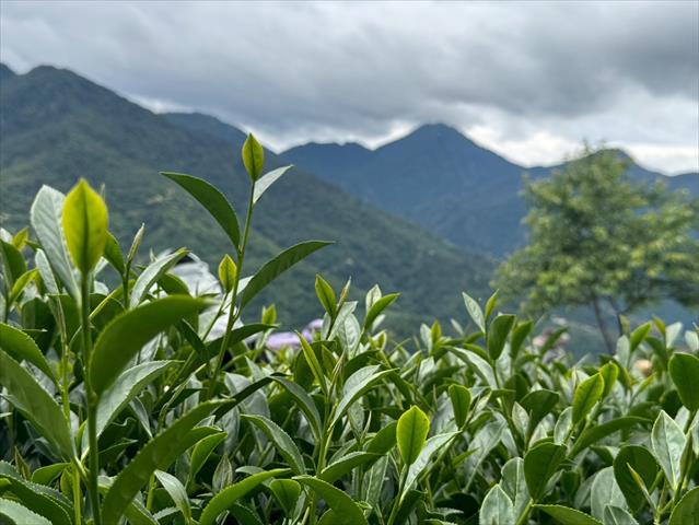 茶製品-茶 產品圖片（圖片編號 1025476）