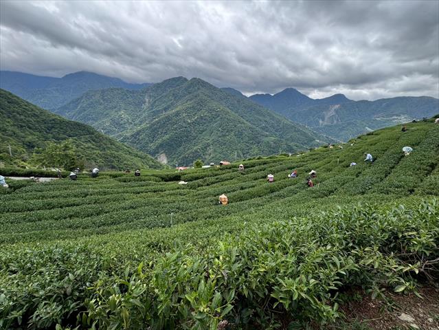 茶製品-茶 產品圖片（圖片編號 1025477）