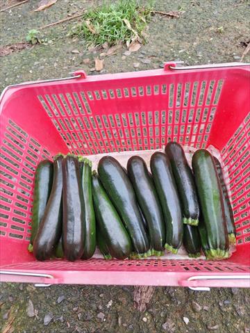 夏南瓜 產品圖片（圖片編號 1026161）