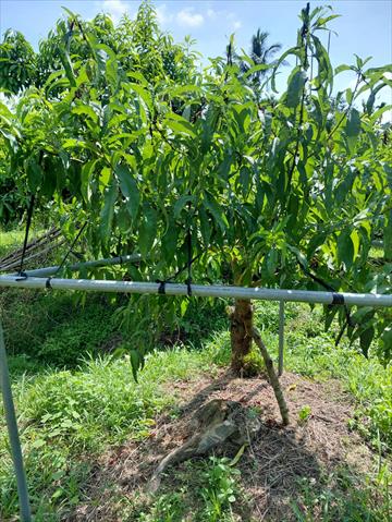 黃金果(黃晶果,加蜜蛋黃果,蜜蛋黃果) 產品圖片（圖片編號 1026167）
